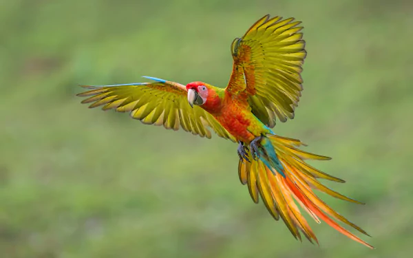 Flying Macaw