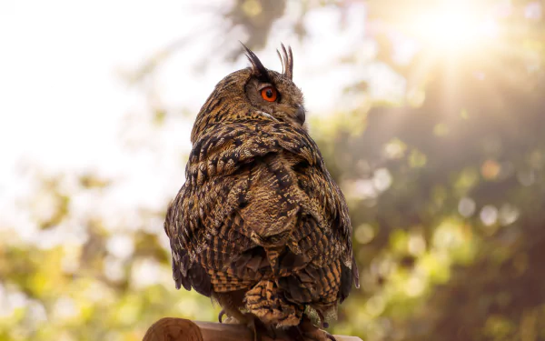 bird eurasian eagle-owl Animal owl HD Desktop Wallpaper | Background Image