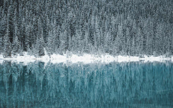 Snow-covered pine trees reflect on the turquoise waters of Lake Louise, Canada, captured in stunning 4K Ultra HD for a PC desktop wallpaper.
