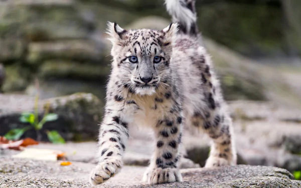  Snow Leopard Cub