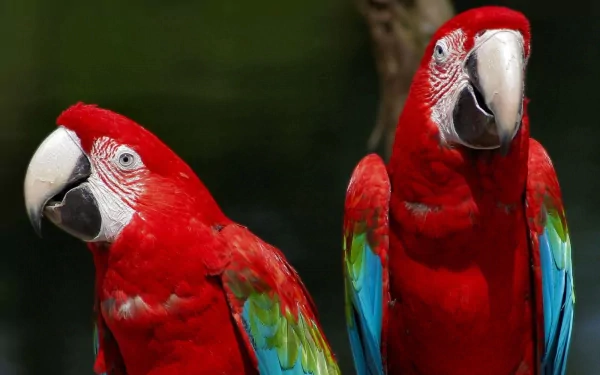 HD PC desktop wallpaper featuring two vibrant red-and-green macaws with detailed feathers against a blurred natural background.