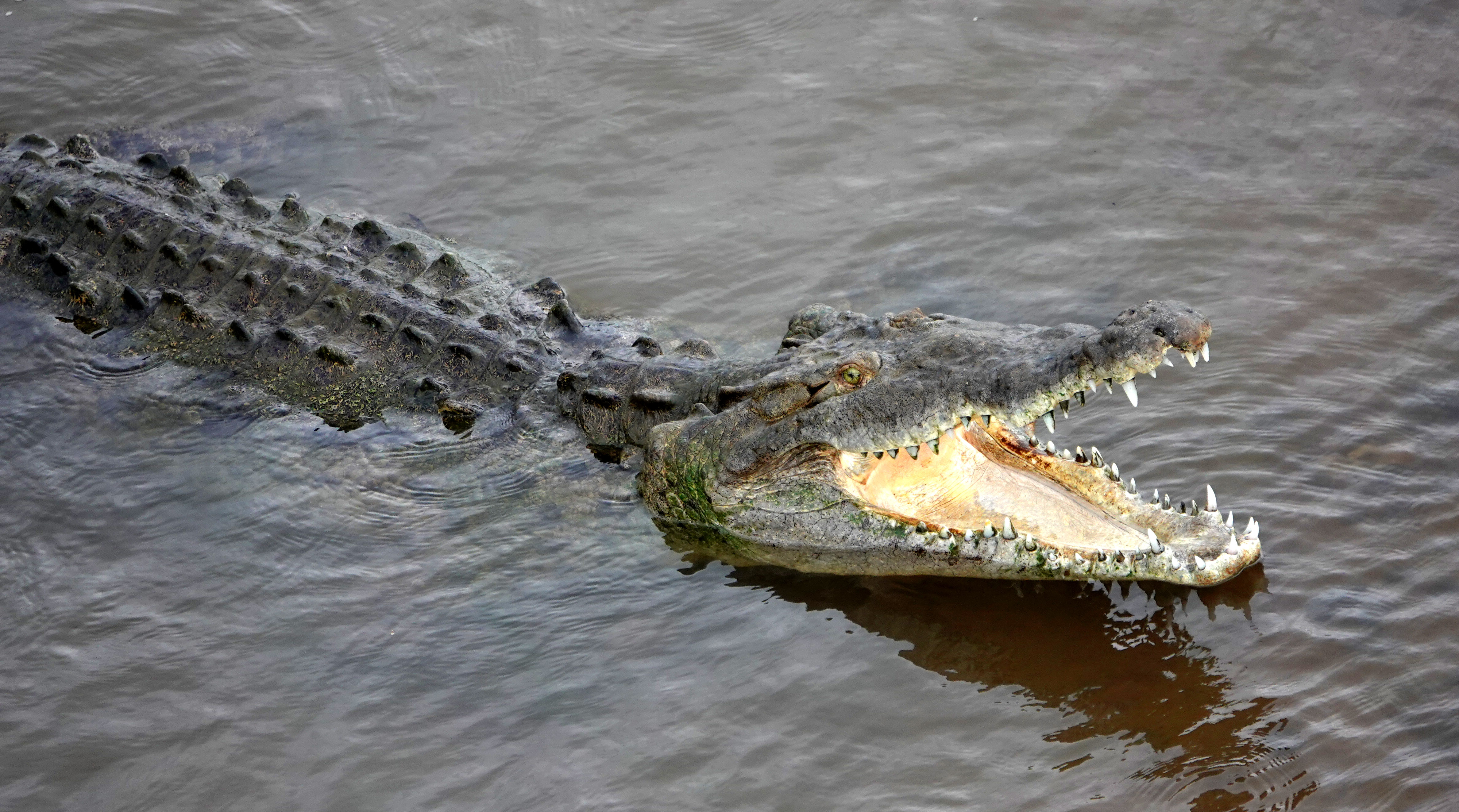 Animal Crocodile HD Wallpaper | Background Image