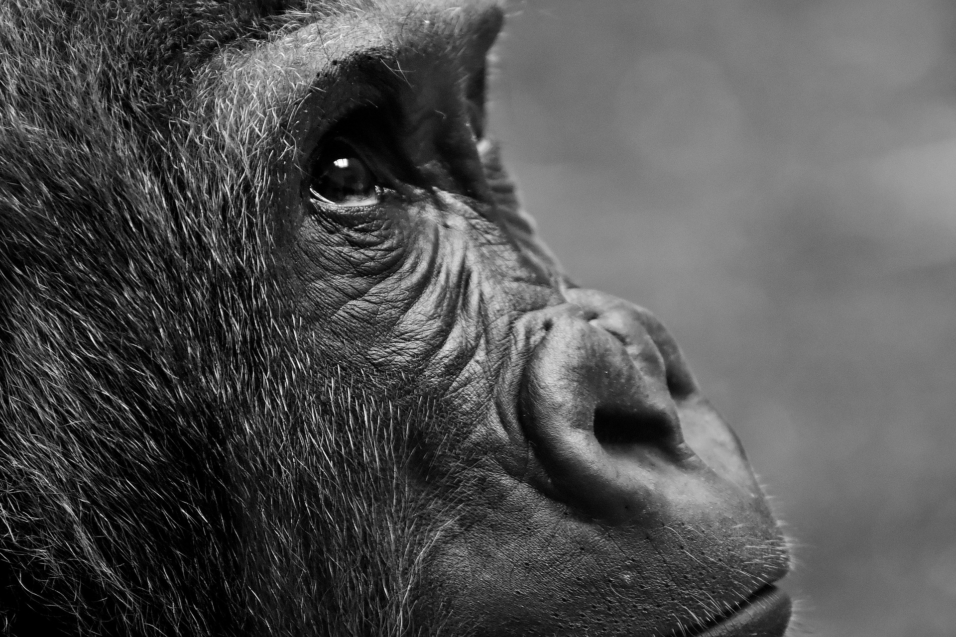 download-monkey-animal-gorilla-hd-wallpaper