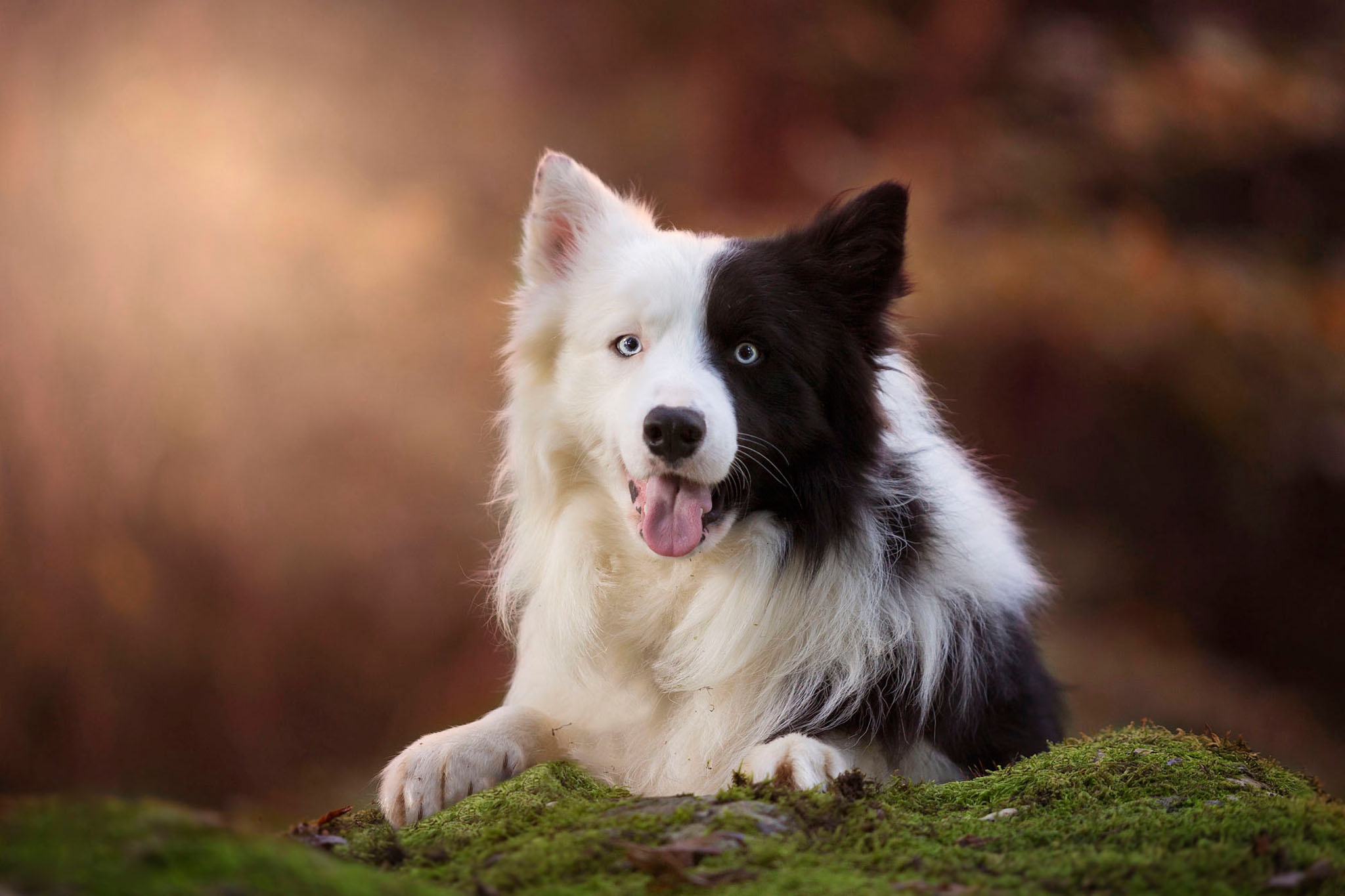 Animal Border Collie HD Wallpaper