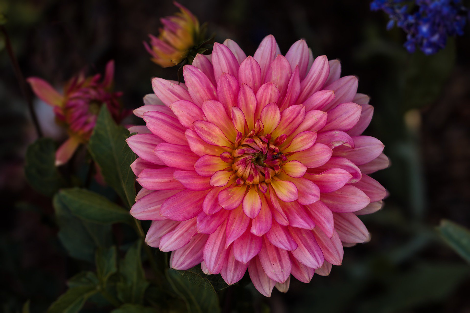 Pink Dahlia