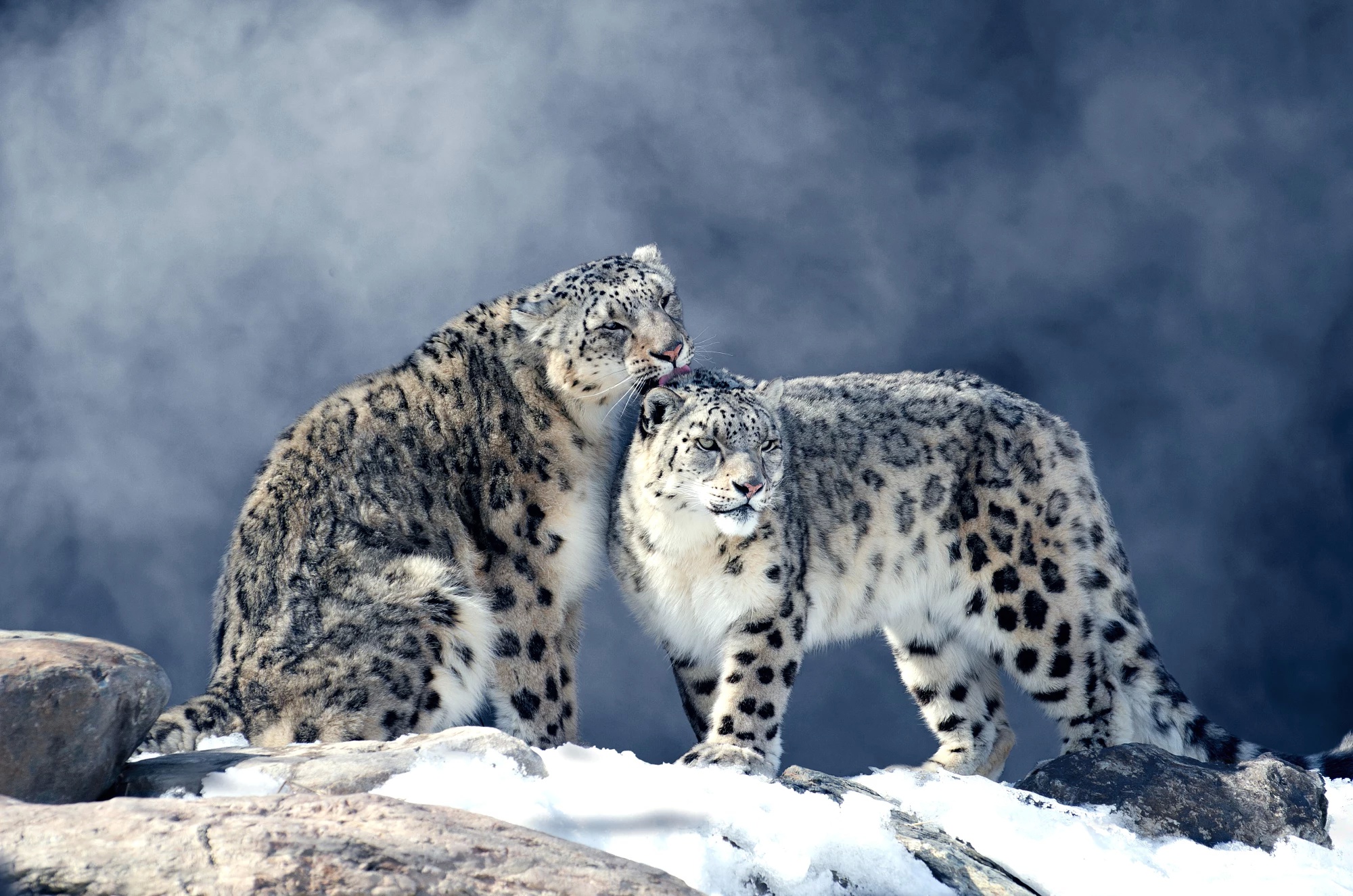 Snow Leopard Vmdk And Darwin snow Iso