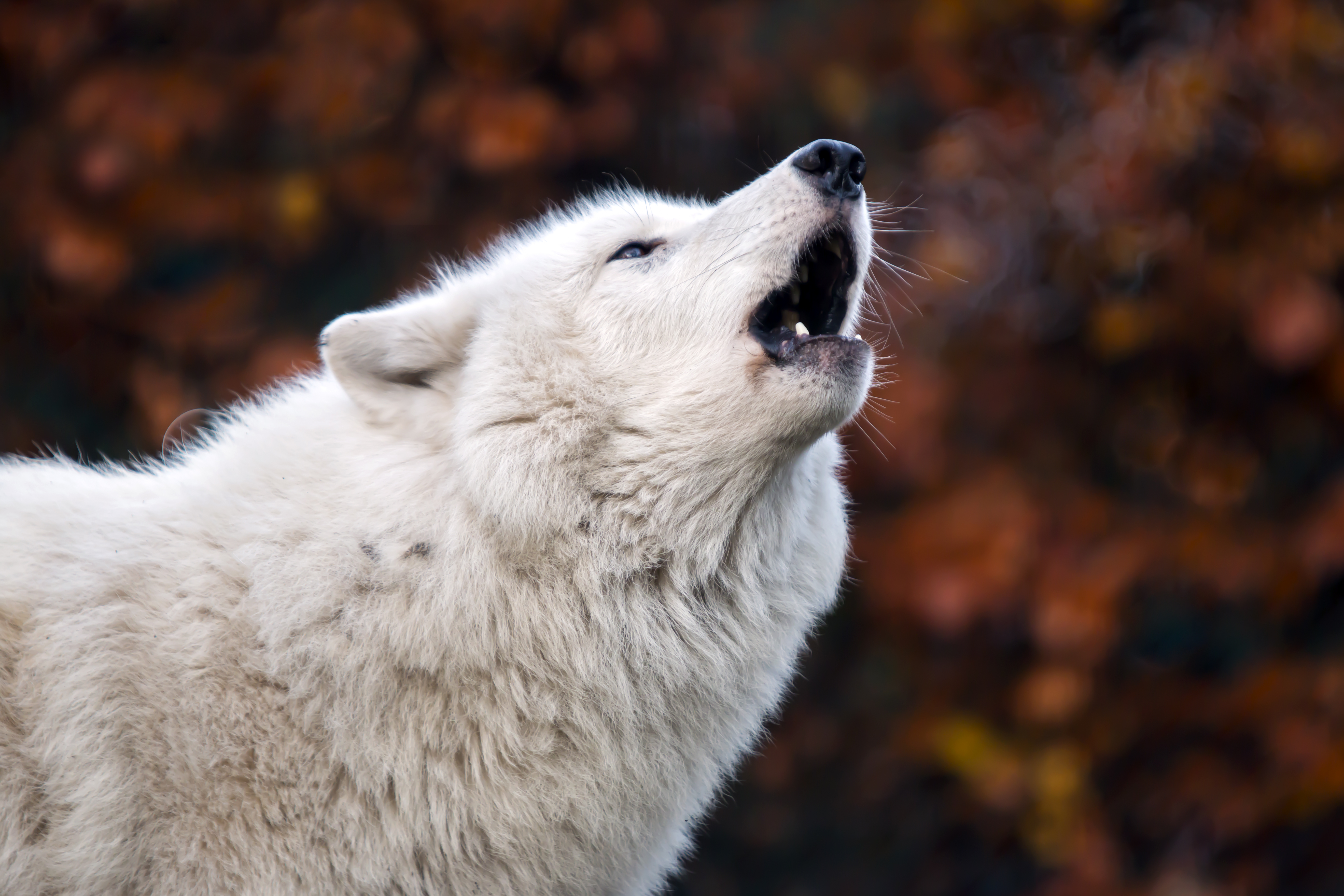 Animal Arctic Wolf 4k Ultra HD Wallpaper