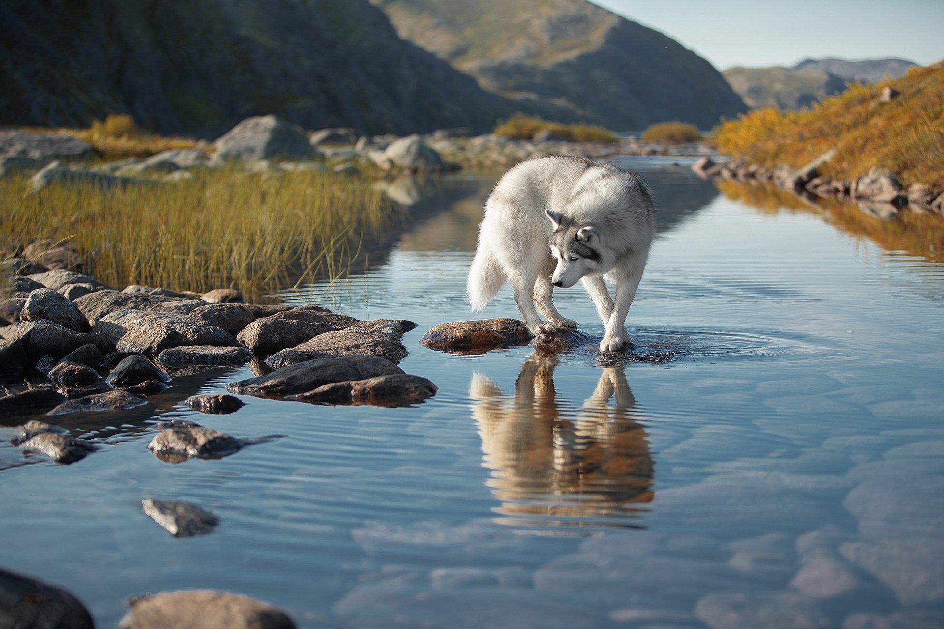 A Siberian husky dog stands on rocks in clear water, its reflection visible, set against a mountainous landscape in this HD PC desktop wallpaper.