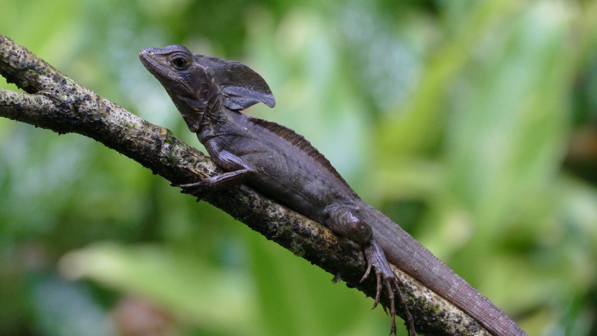 Download Reptile Animal Basilisk 4k Ultra HD Wallpaper by tom212