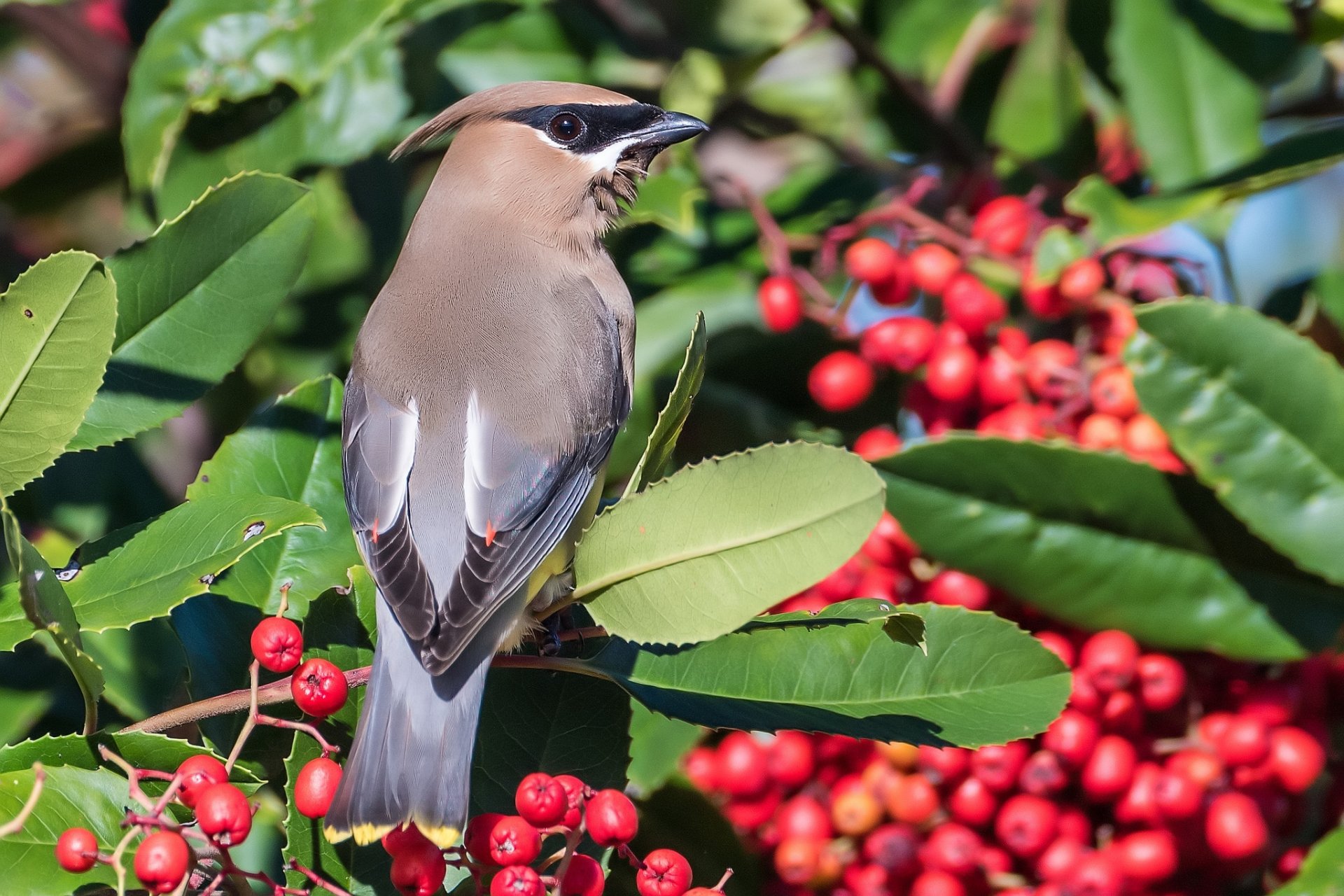 Download Animal Cedar Waxwing HD Wallpaper