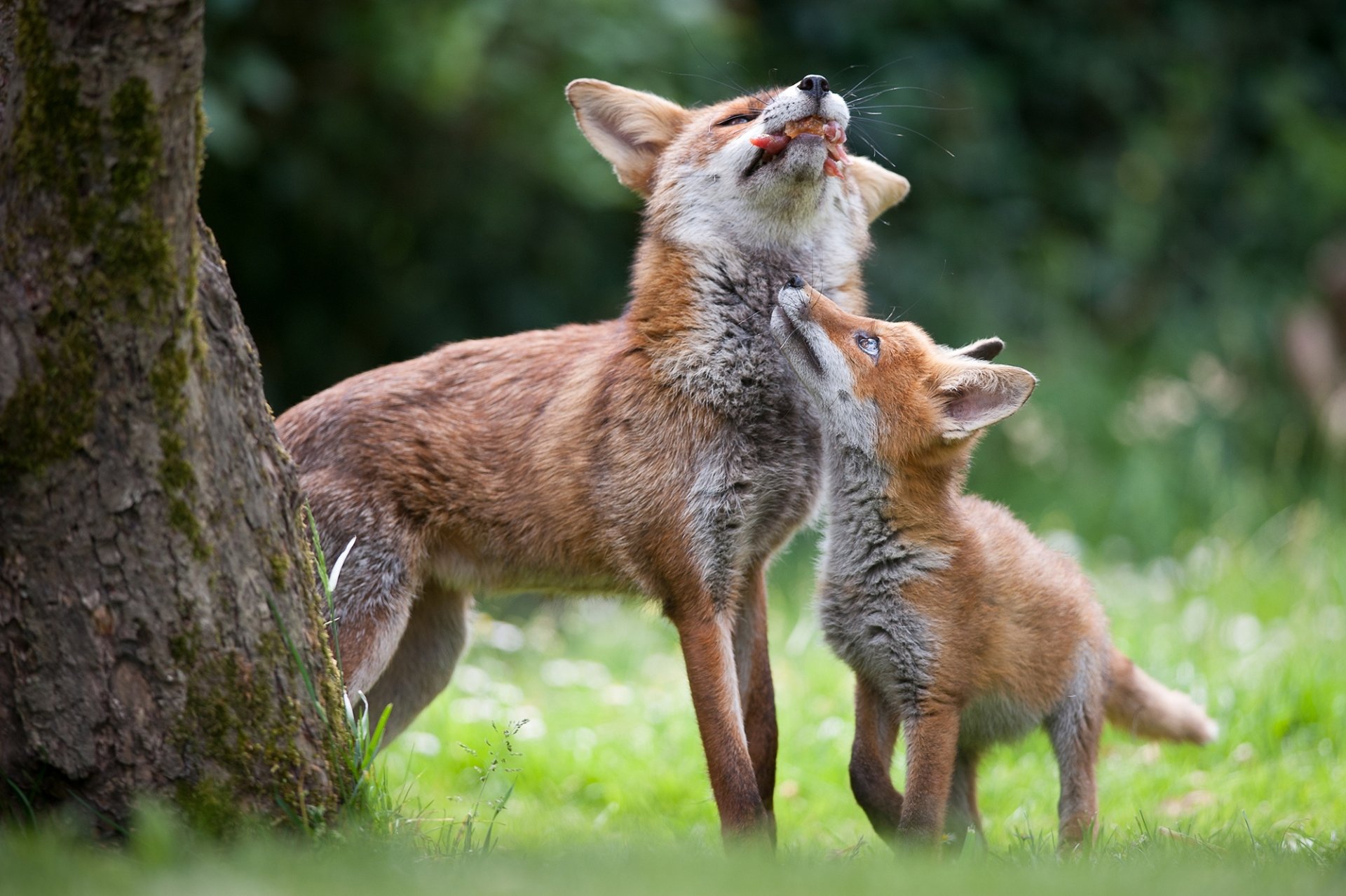 Download Animal Fox HD Wallpaper