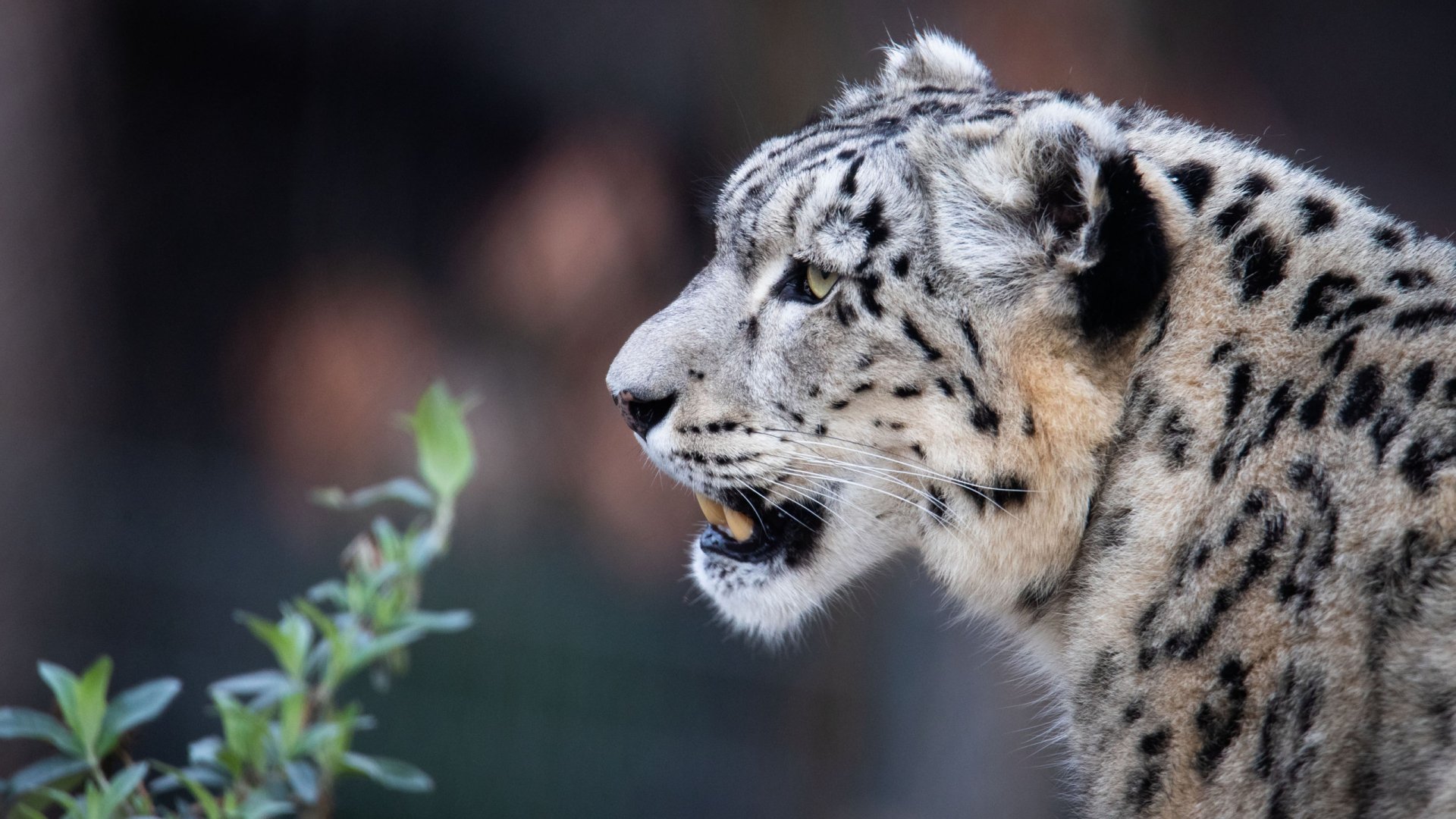 snow leopard good wallpapers hd snow leopard good wallpapers hd