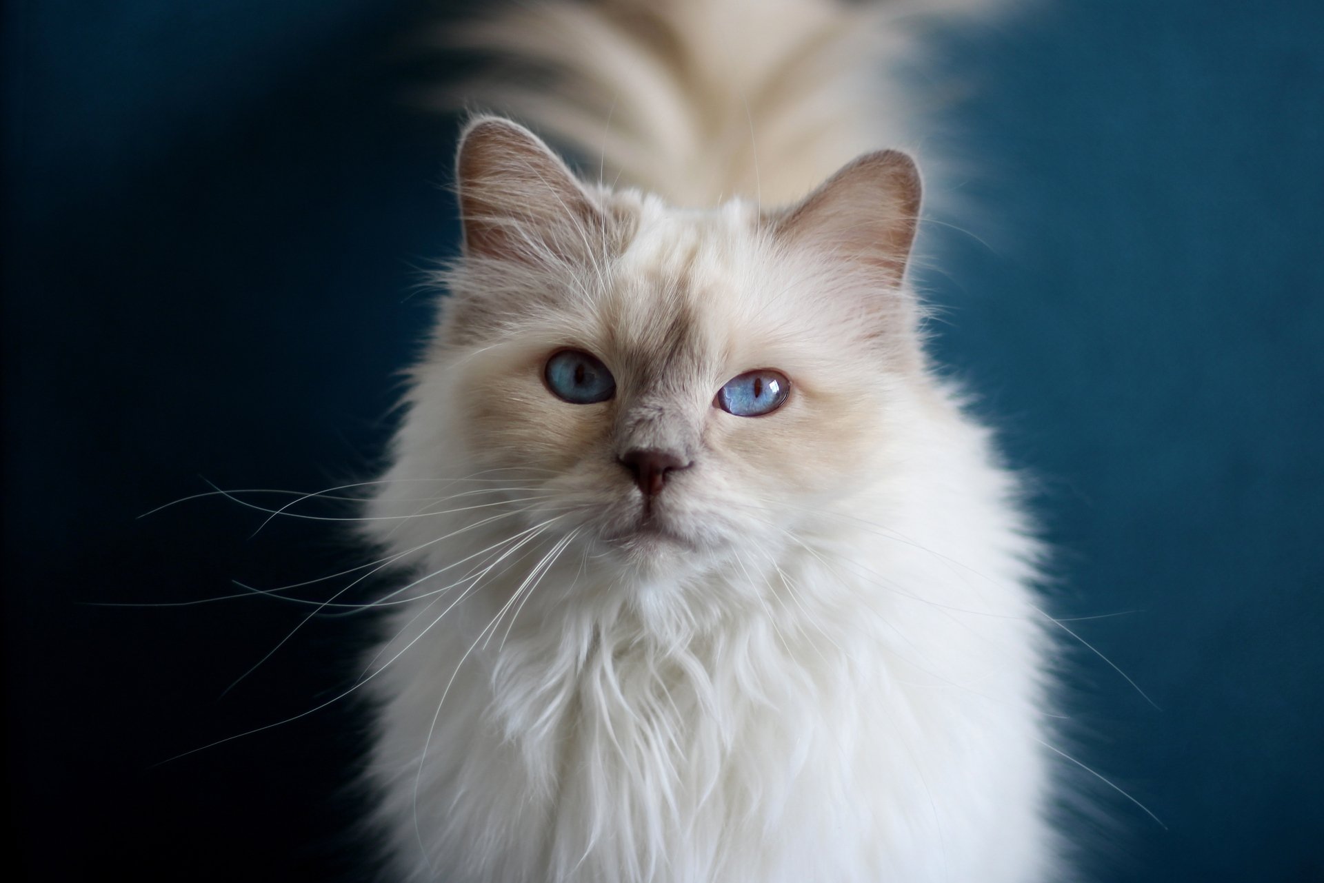Download Ragdoll Animal Cat 4k Ultra HD Wallpaper