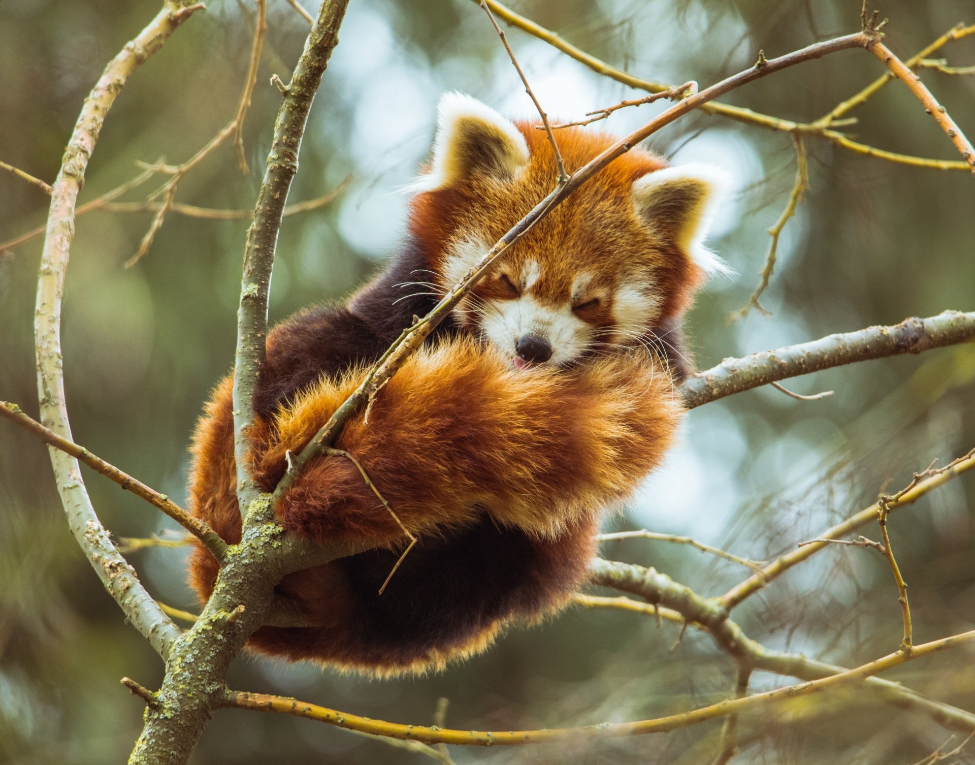 Animal Red Panda 4k Ultra Hd Wallpaper