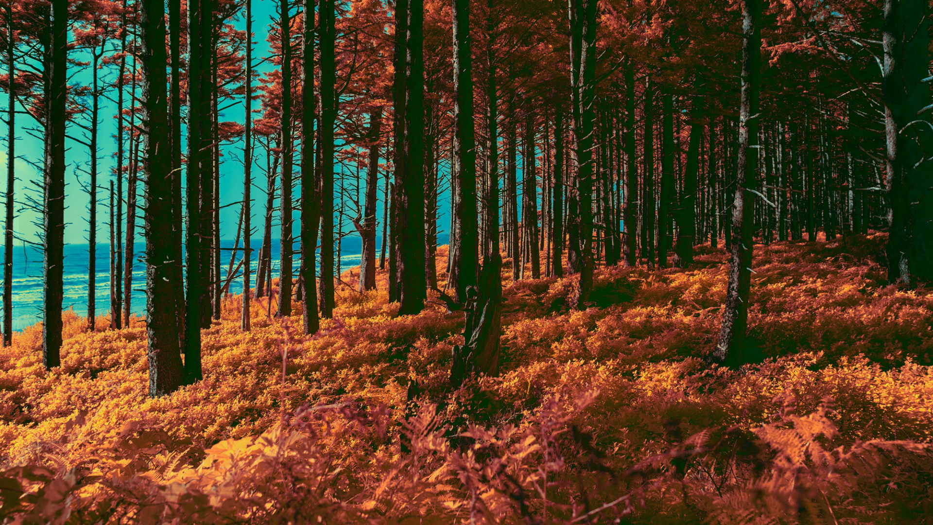 Vivid Forest Dreams: HD Nature Wallpaper | 1920x1080 | Wallpaper Abyss
