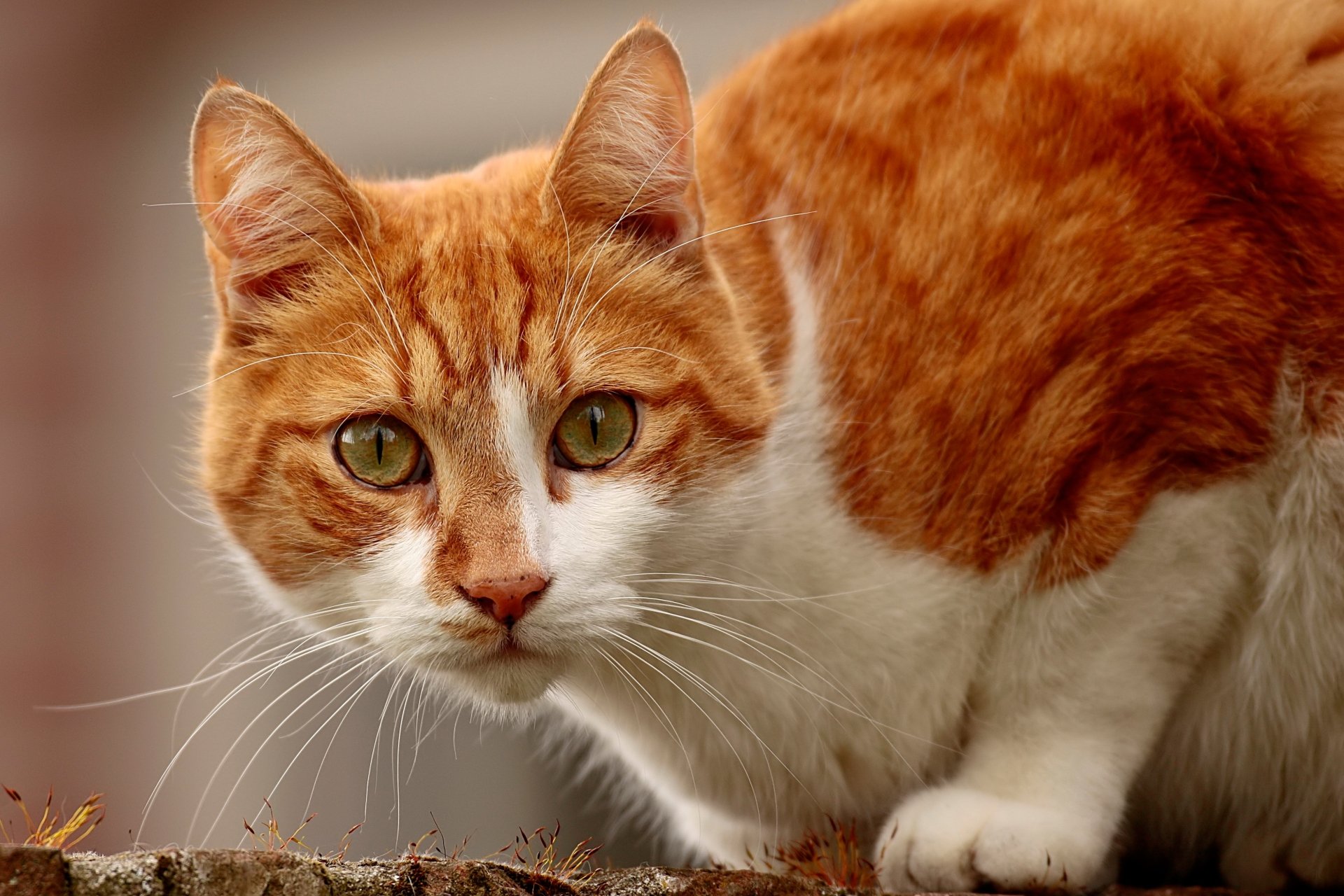 Download Stare Animal Cat HD Wallpaper | 3763x2509 | Wallpaper Abyss