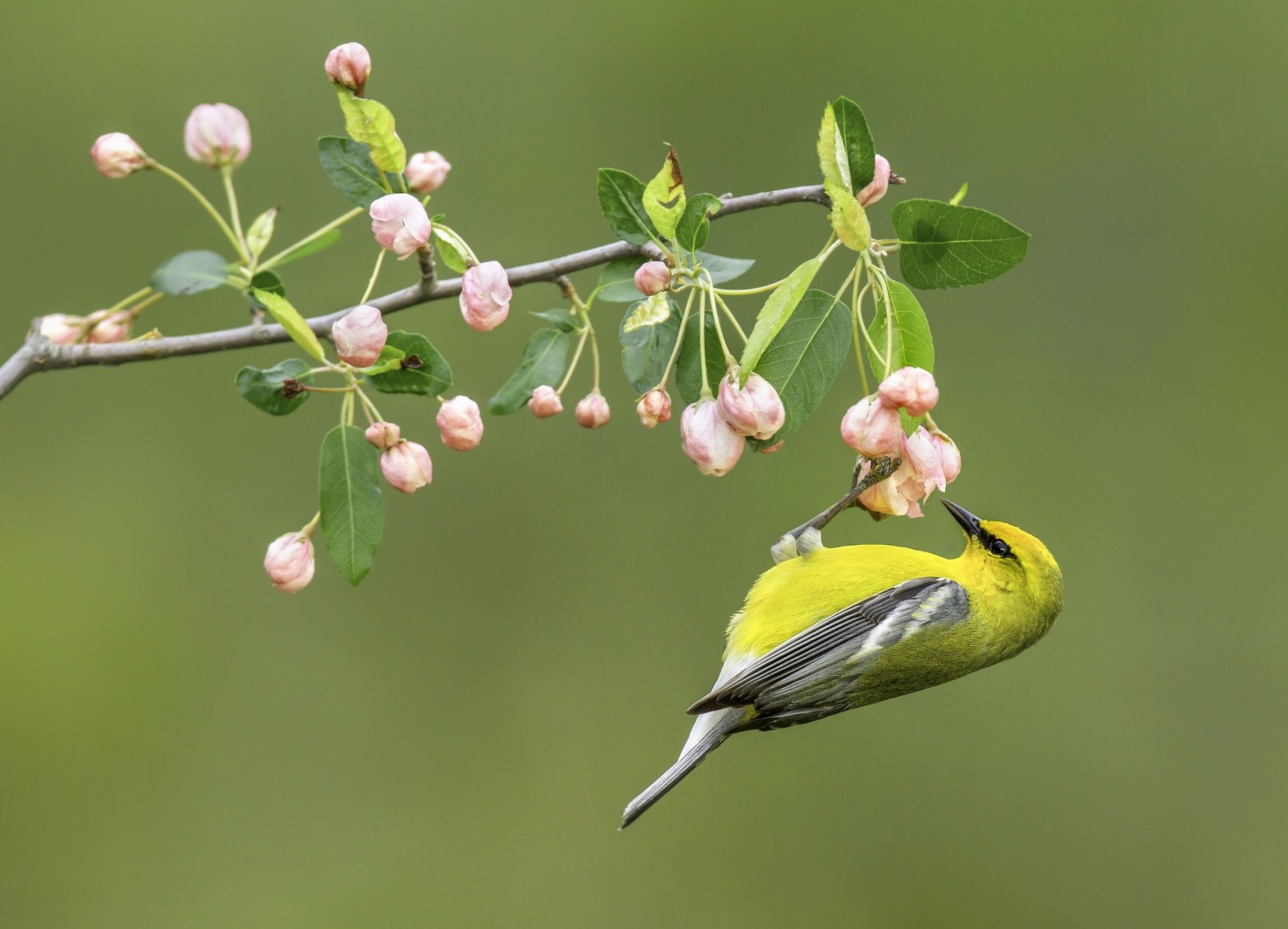 Download Blue-winged Warbler Bird Flower Animal Warbler HD Wallpaper