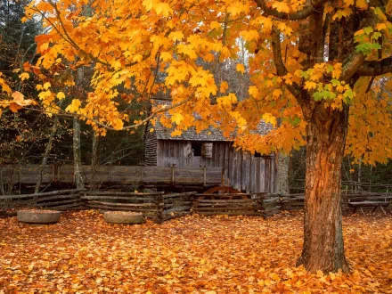 A rustic cabin sits amid vibrant autumn foliage, surrounded by golden leaves and a serene forest backdrop. This HD desktop wallpaper encapsulates the beauty of fall in a man-made setting.