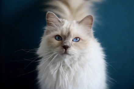 ragdoll Animal cat HD Desktop Wallpaper | Background Image