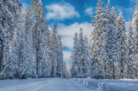 HD PC desktop wallpaper featuring a winter forest of snow-covered pine trees under a bright blue sky.