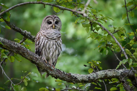 Barred owl (bird, animal) perched on a mossy tree branch among green leaves — HD PC desktop wallpaper/background.