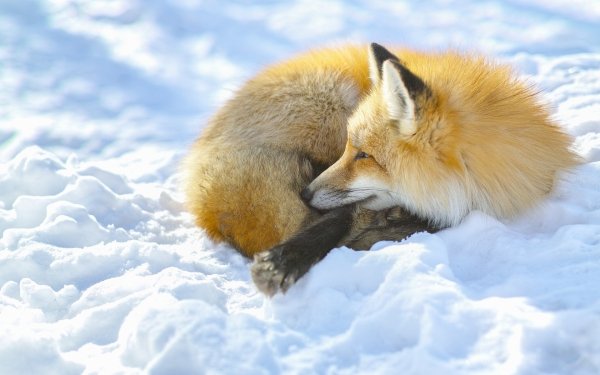 Animal Fox Winter HD Wallpaper | Background Image