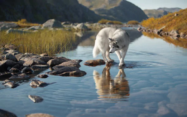 A Siberian husky dog stands on rocks in clear water, its reflection visible, set against a mountainous landscape in this HD PC desktop wallpaper.