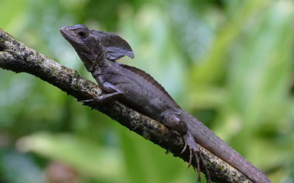 reptile Animal basilisk HD Desktop Wallpaper | Background Image