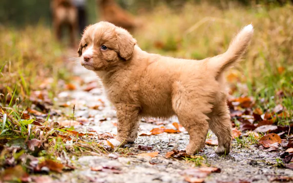 puppy baby animal dog Animal nova scotia duck tolling retriever HD Desktop Wallpaper | Background Image