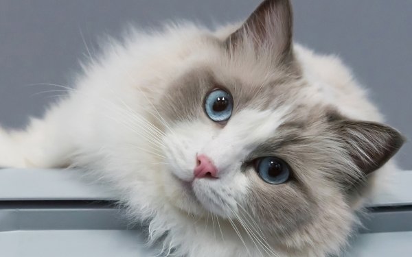 Animal Cat Cats Stare Ragdoll HD Wallpaper | Background Image