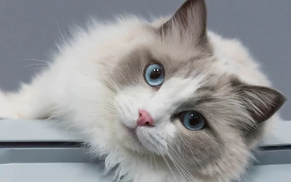 ragdoll stare Animal cat HD Desktop Wallpaper | Background Image