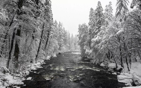 Snow-covered trees line a flowing river in Yosemite National Park during winter, captured in 8K Ultra HD for a stunning nature desktop background.