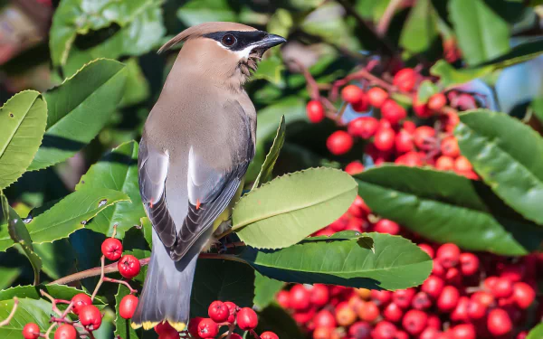 Animal cedar waxwing HD Desktop Wallpaper | Background Image