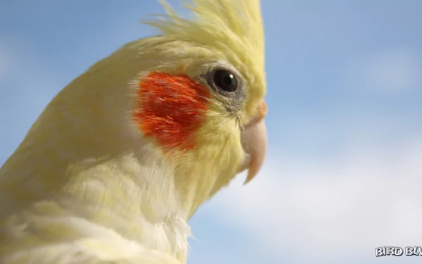  Bird Blvd - Taiyo