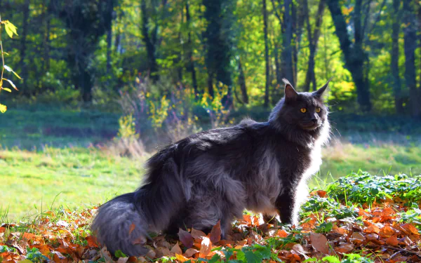 maine coon Animal cat HD Desktop Wallpaper | Background Image