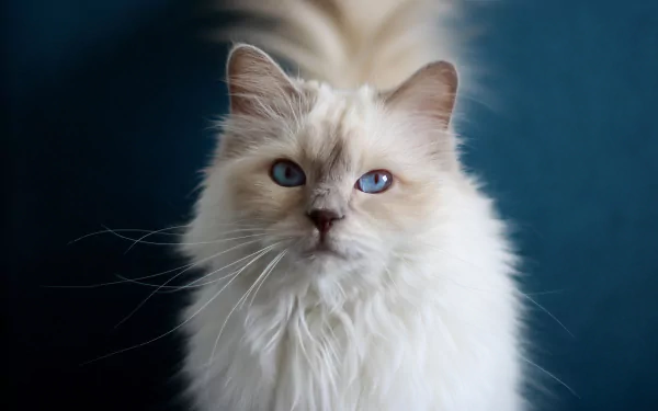 ragdoll Animal cat HD Desktop Wallpaper | Background Image