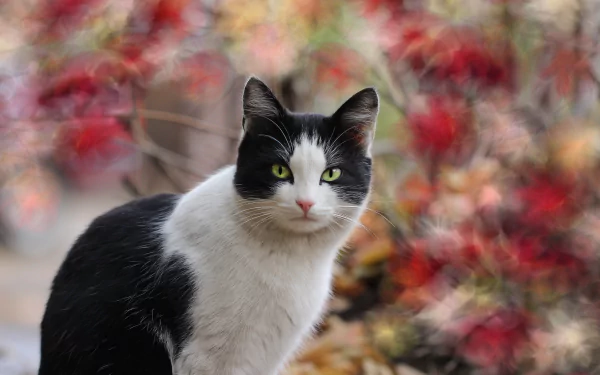 HD desktop wallpaper featuring a black and white cat staring intently, captured with a shallow depth of field that blurs the colorful background.