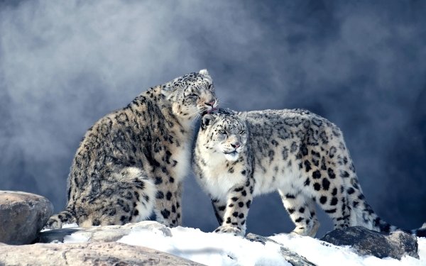 Animal Snow Leopard Cats Winter HD Wallpaper | Background Image