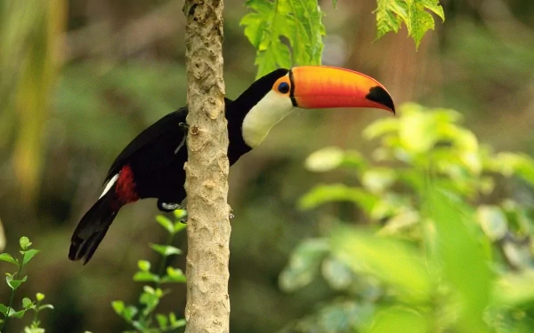 HD desktop wallpaper featuring a vibrant toco toucan perched on a tree branch amidst lush green foliage.