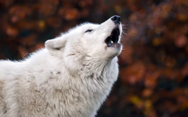 wolf Animal arctic wolf HD Desktop Wallpaper | Background Image