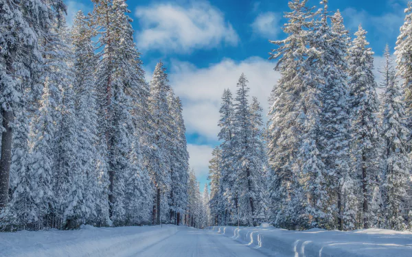 HD PC desktop wallpaper featuring a winter forest of snow-covered pine trees under a bright blue sky.
