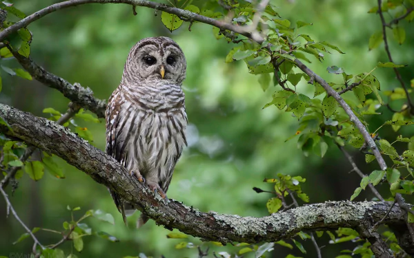 Barred owl (bird, animal) perched on a mossy tree branch among green leaves — HD PC desktop wallpaper/background.