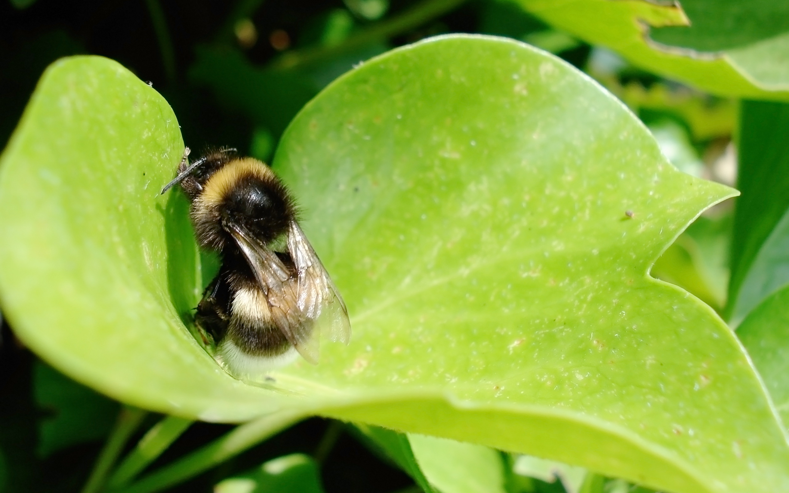 Resting bumblebee on a leaf, close-up view.