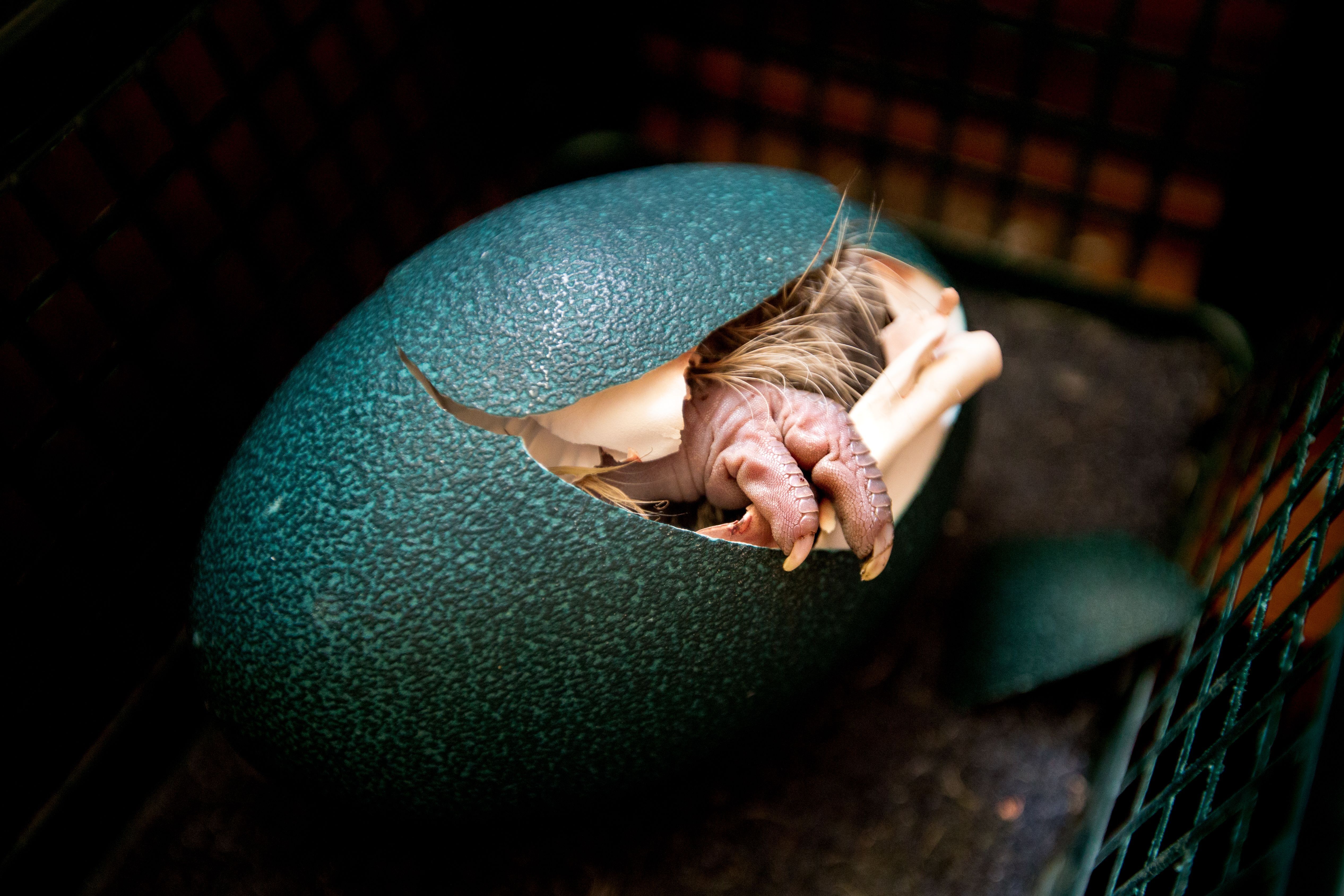 Emu Egg Hatching by Pam Voth