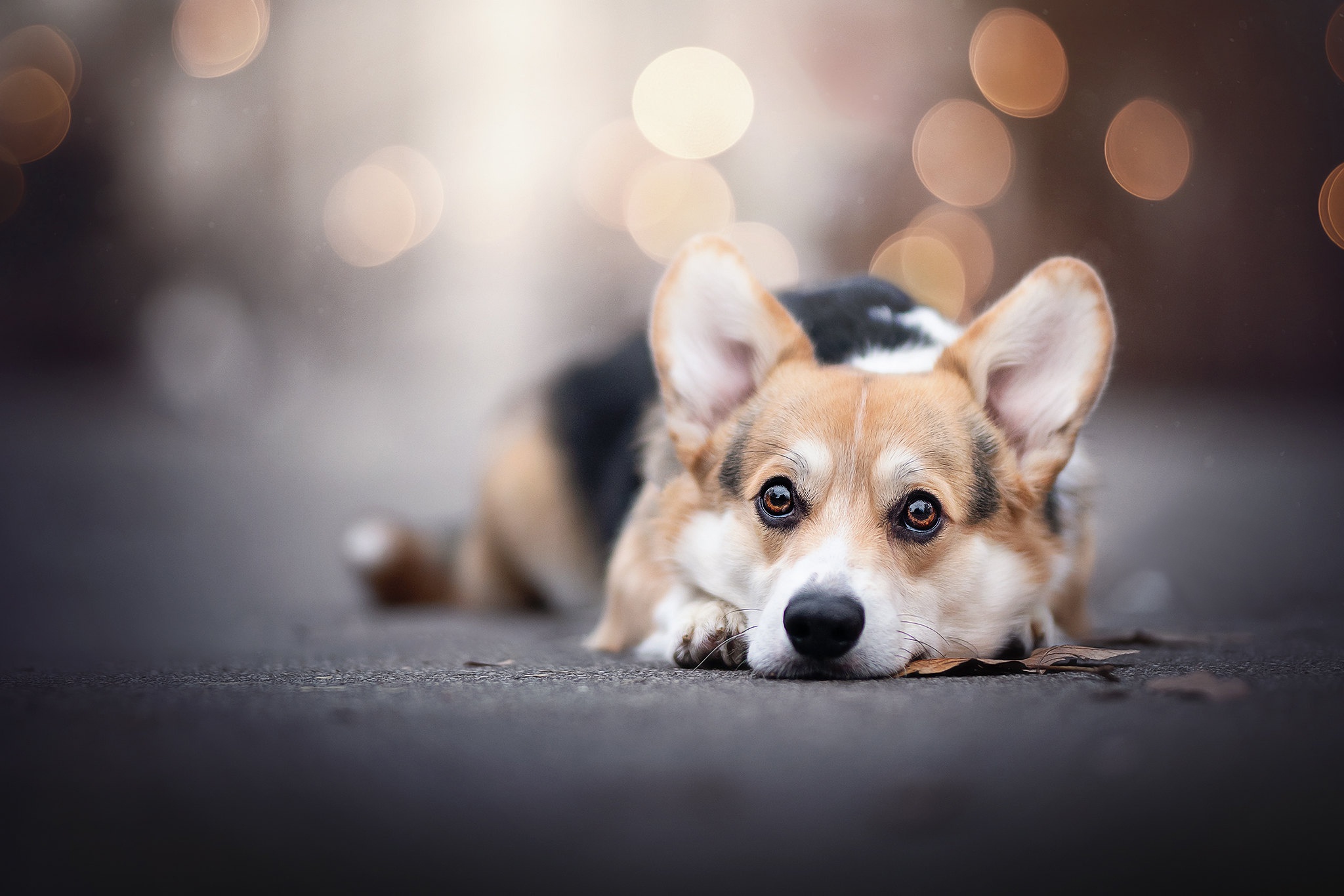 Corgi Wallpaper 1366x768