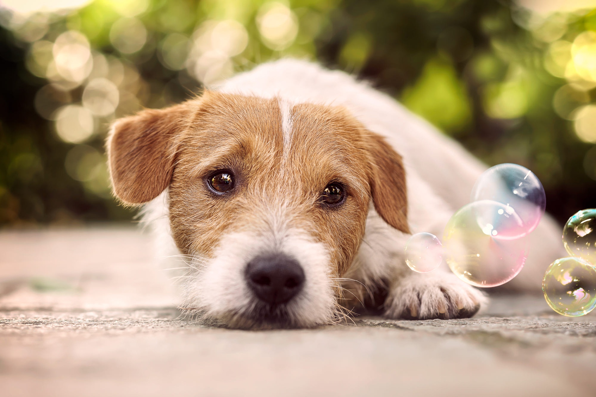 Download Bokeh Bubble Dog Animal Jack Russell Terrier HD Wallpaper