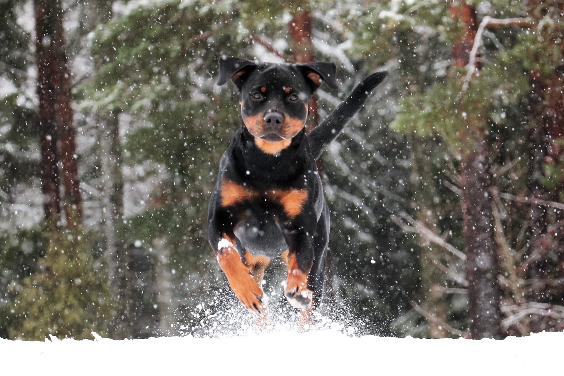 Animal Rottweiler HD Wallpaper | Background Image