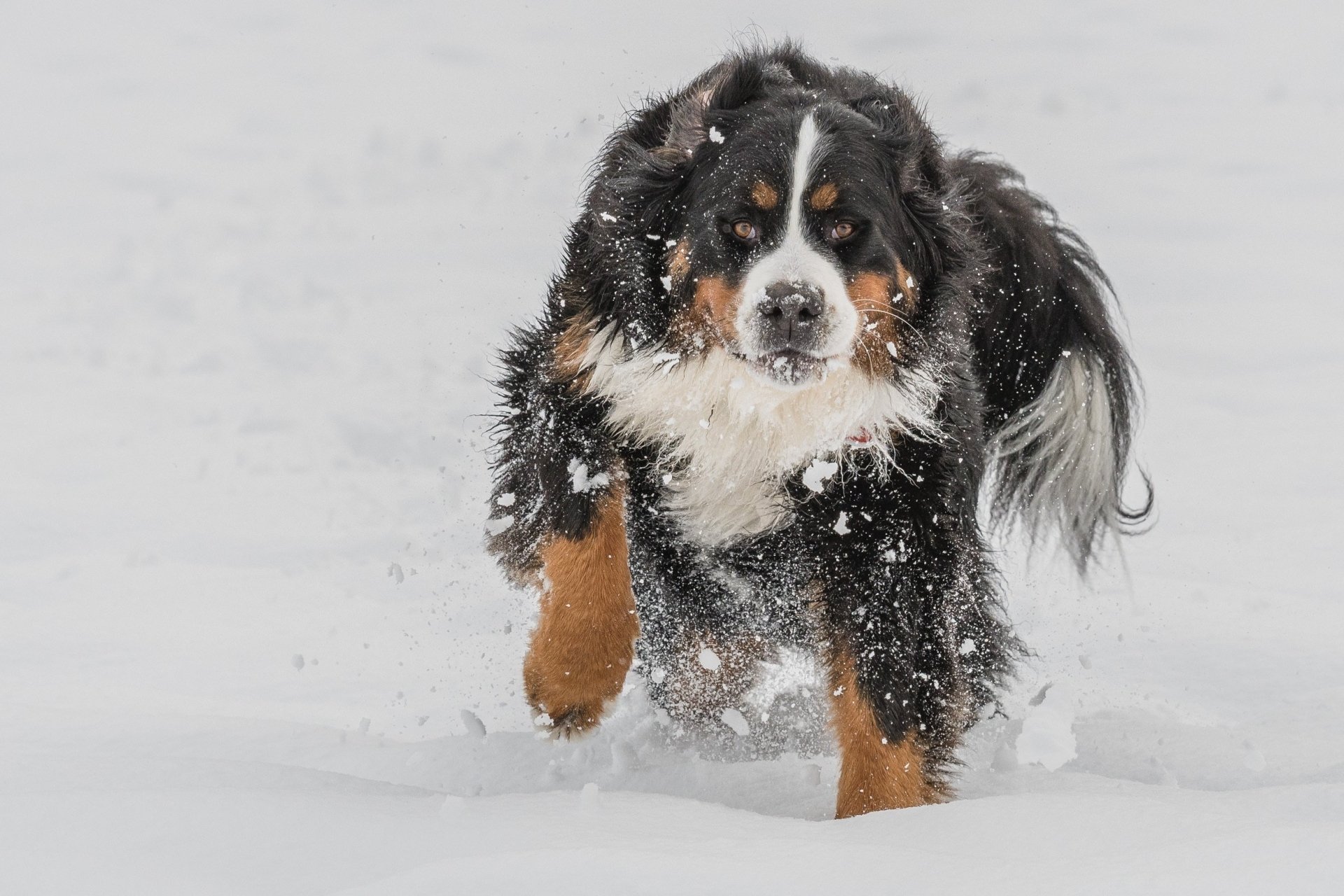 Download Dog Snow Winter Animal Bernese Mountain Dog Winter Animals HD Wallpaper