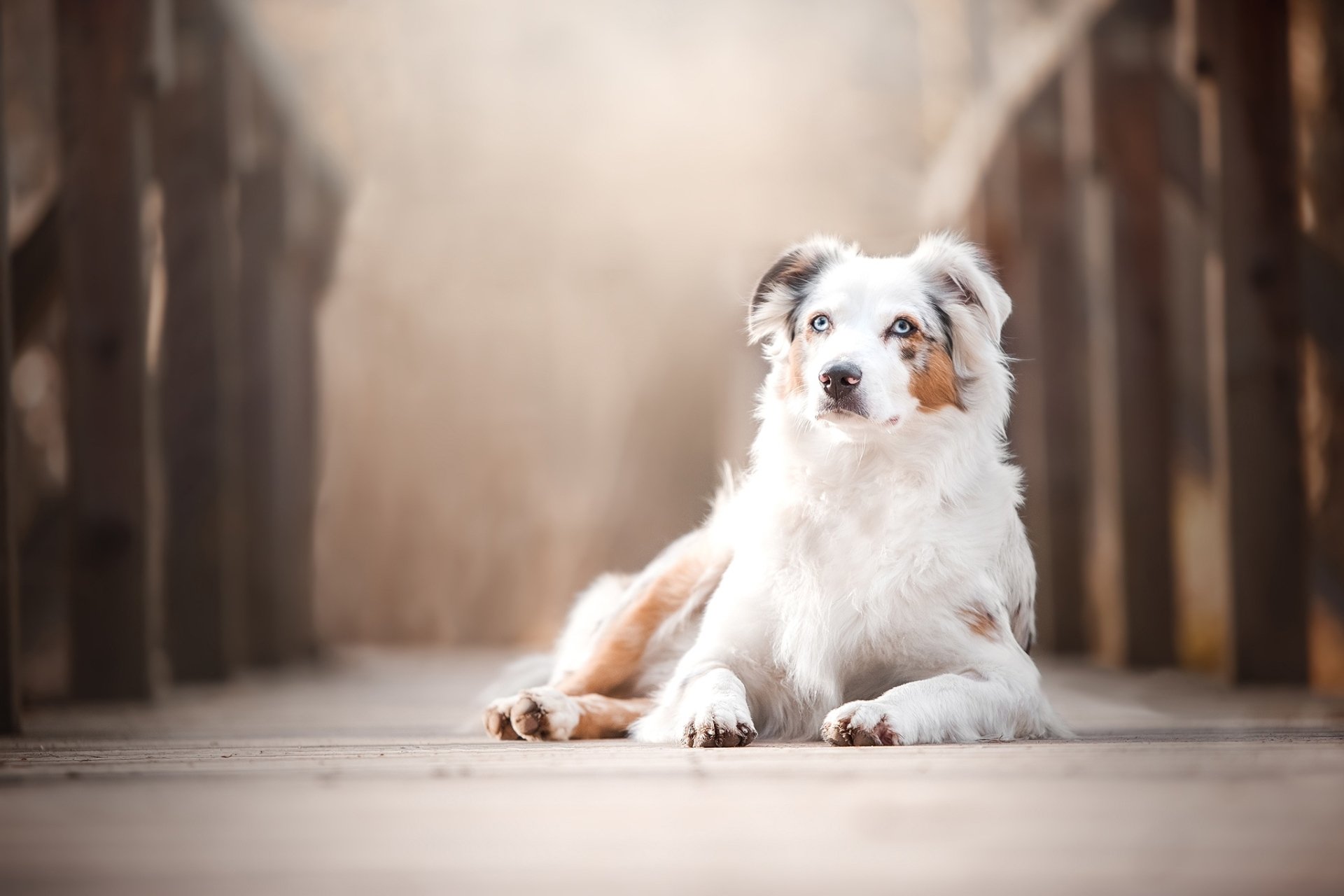 Australian Shepherd HD Wallpaper