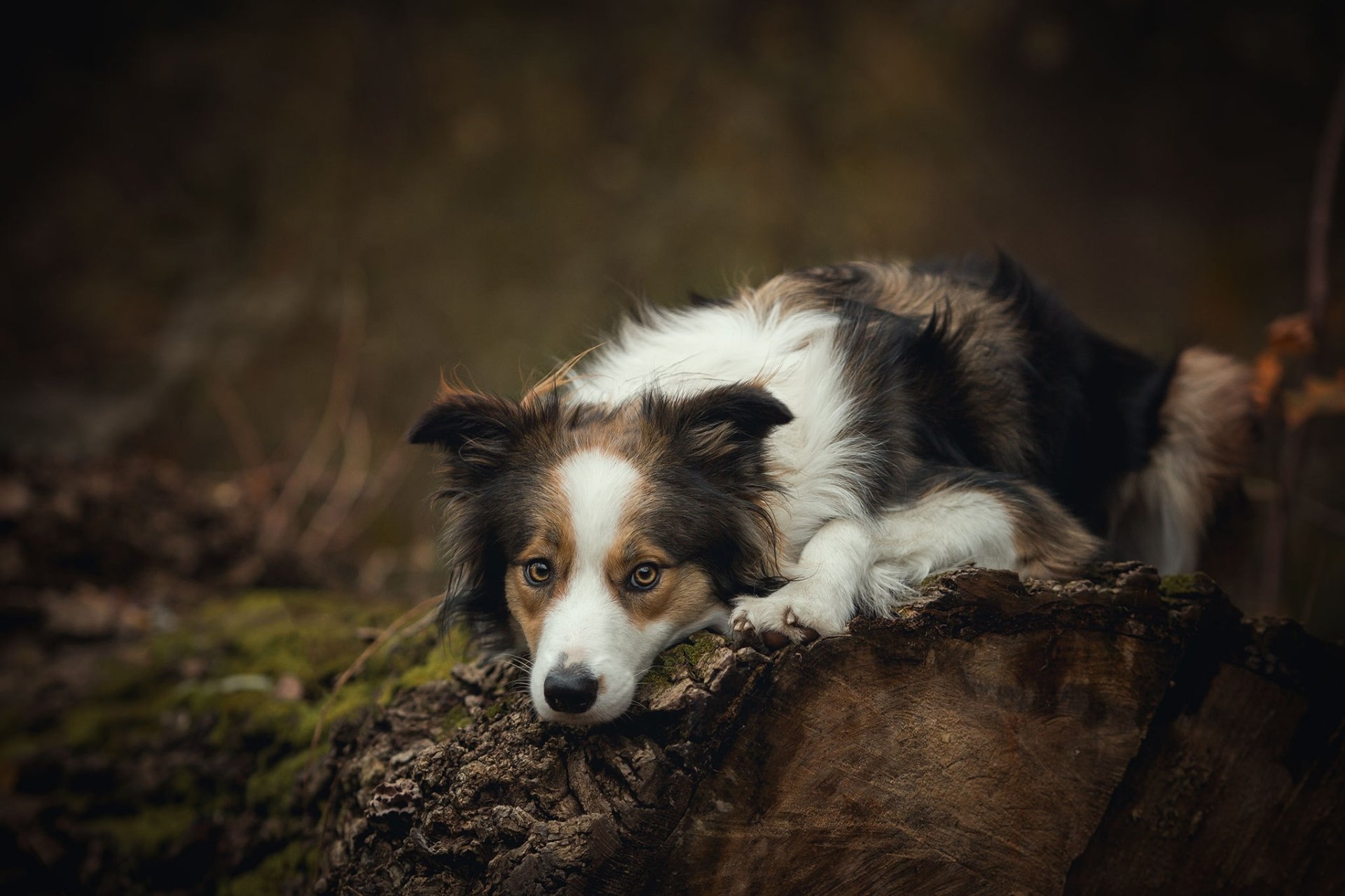 Download Animal Dog HD Wallpaper | 2048x1365 | Wallpaper Abyss